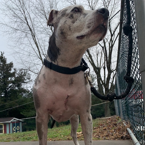 ❤️LOVE BUNDLES & MY TIKAI FRANKENWEENIE!⚡️ - Picture 7 of 8